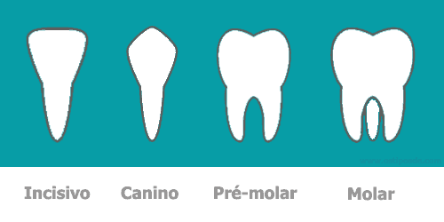 Cada tipo de dente tem uma forma diferente e também desempenha um trabalho diferente.