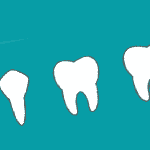 Os 4 tipos de dentes e como eles funcionam.