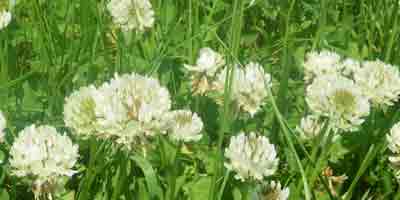 Trevo Branco - Trifolium repens.