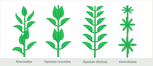 Resultado de imagem para tipos de folha botanica