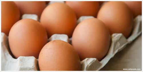 Os tipos de proteínas do ovo.