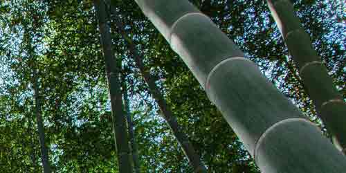 Tipos de bambu gigante.