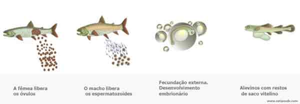 Fecundação externa do peixe.